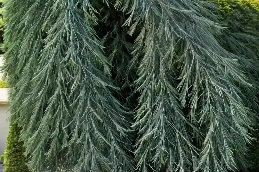 Chamaecyparis Lawsoniana ‘Silver Threads’ (Lawson Cypress) — photo 2