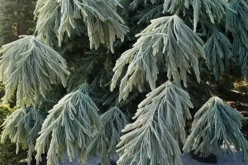 Chamaecyparis Lawsoniana ‘Silver Threads’ (Lawson Cypress) — photo 3