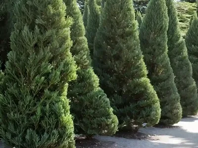 Chamaecyparis Lawsoniana ‘Silver Threads’ (Lawson Cypress)