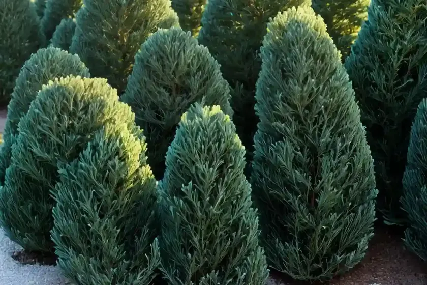 Chamaecyparis Nootkatensis ‘Glauca’ (Nootka Cypress) — photo 3