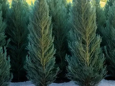 Chamaecyparis Nootkatensis ‘Glauca’ (Nootka Cypress)