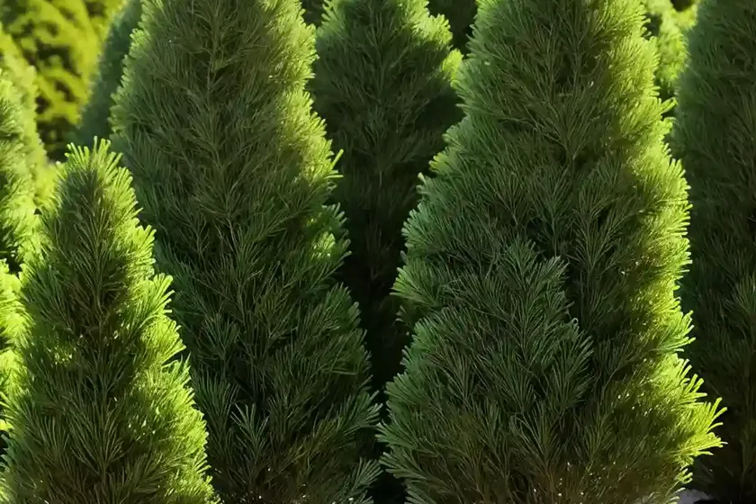 Chamaecyparis obtusa ‘fernspray gold’ (hinoki cypress) — photo 3