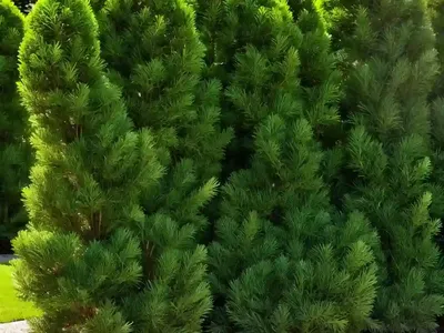 Chamaecyparis Obtusa ‘Fernspray Gold’ (Hinoki Cypress)