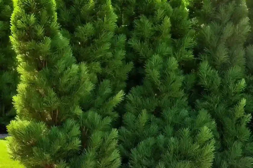 Chamaecyparis obtusa ‘fernspray gold’ (hinoki cypress)