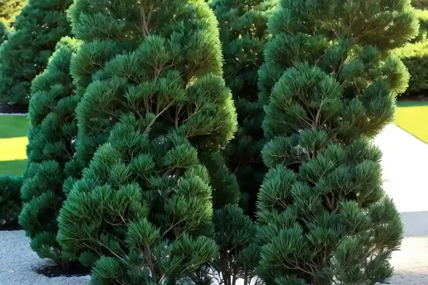 Chamaecyparis obtusa ‘kamarachiba’ (hinoki cypress) — photo 2