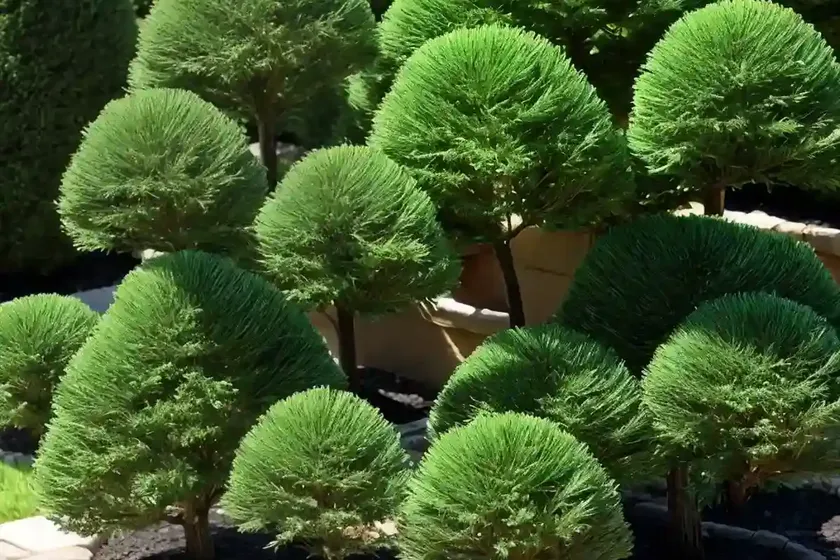 Chamaecyparis obtusa ‘kamarachiba’ (hinoki cypress) — photo 3
