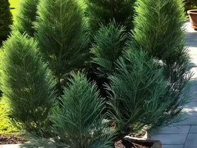 Chamaecyparis Obtusa ‘Kamarachiba’ (Hinoki Cypress)