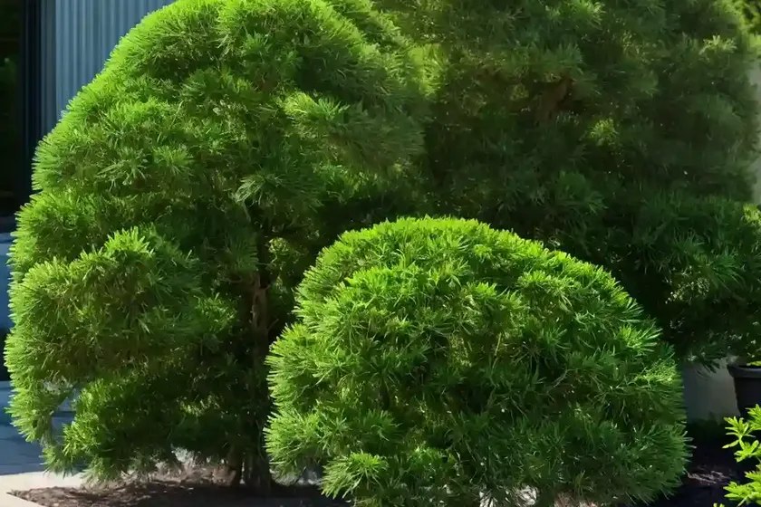 Chamaecyparis obtusa ‘nana gracilis’ (hinoki cypress) — photo 2