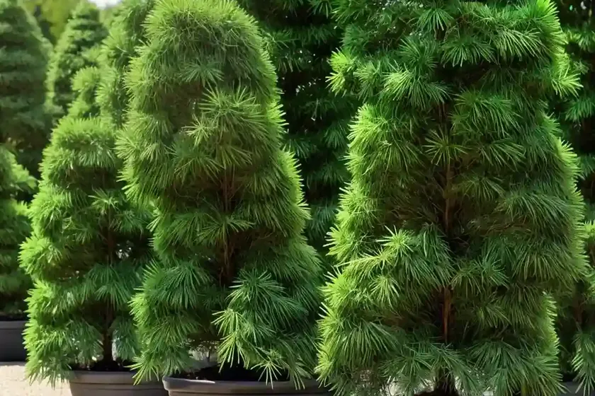 Chamaecyparis obtusa ‘nana gracilis’ (hinoki cypress)