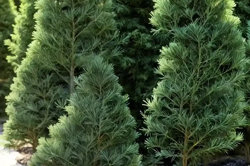 Chamaecyparis obtusa ‘pygmaea’ (hinoki cypress) — photo 3