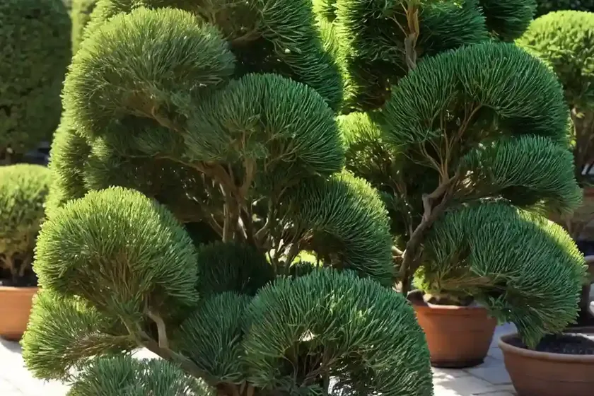Chamaecyparis pisifera ‘curly tops’ (sawara cypress) — photo 2