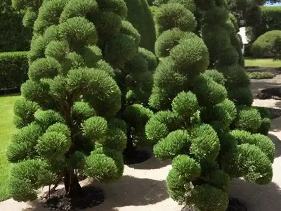 Chamaecyparis Pisifera ‘Curly Tops’ (Sawara Cypress)