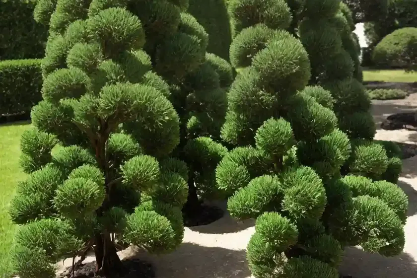 Chamaecyparis pisifera ‘curly tops’ (sawara cypress)