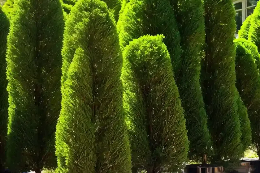 Chamaecyparis pisifera ‘golden mop’ (sawara cypress) — photo 2