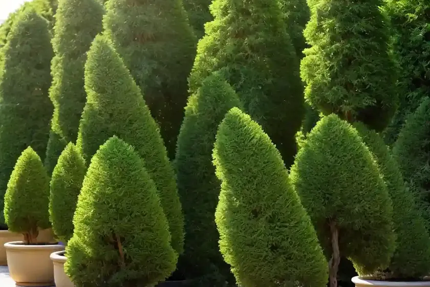 Chamaecyparis pisifera ‘golden mop’ (sawara cypress) — photo 3