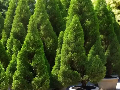 Chamaecyparis Pisifera ‘Golden Mop’ (Sawara Cypress)