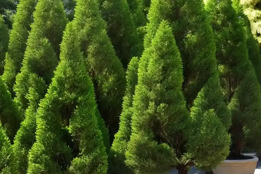 Chamaecyparis pisifera ‘golden mop’ (sawara cypress)