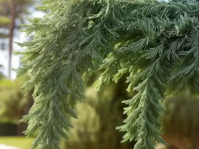 Chamaecyparis Pisifera Soft Serve� Gold (Sawara Cypress)