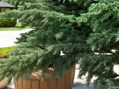 Chamaecyparis Pisifera Soft Serve� (Sawara Cypress)