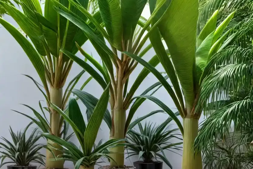Chamaedorea (chamaedorea microspadix) — photo 3