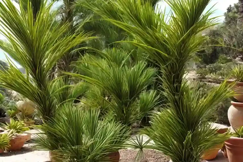 Chamaedorea deckeriana (chamaedorea deckeriana) — photo 2