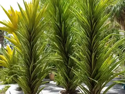 Chamaedorea Deckeriana (Chamaedorea Deckeriana)