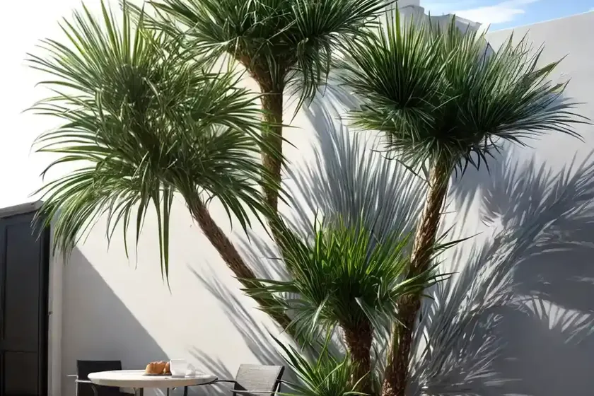 Chamaerops humilis (european fan palm) — photo 2