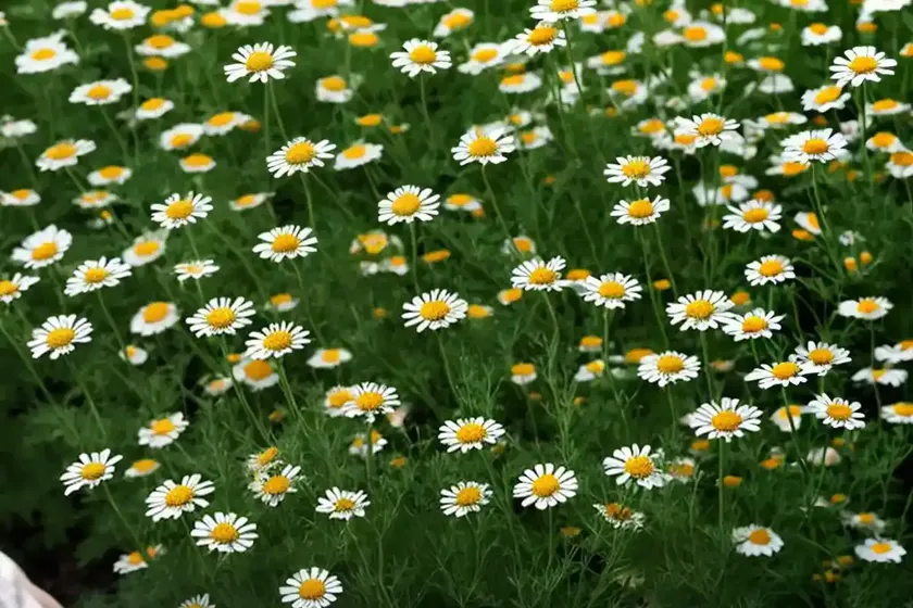 Chamomile (matricaria chamomilla) — photo 2