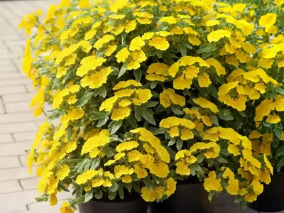 Charlock Mustard (Sinapis Arvensis)