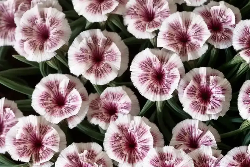 Cheddar pink (dianthus gratianopolitanus) — photo 2