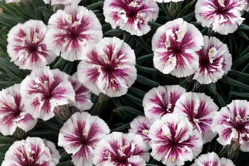 Cheddar pink (dianthus gratianopolitanus) — photo 3