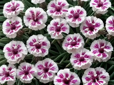 Cheddar Pink (Dianthus Gratianopolitanus)