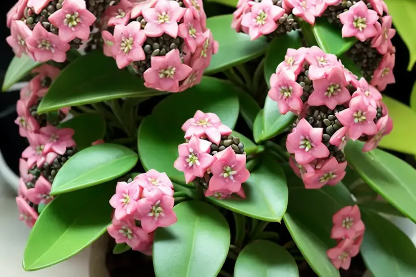 Chelsea wax plant (hoya carnosa ‘chelsea’) — photo 3