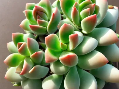 Chenilleplant (Echeveria Pulvinata)