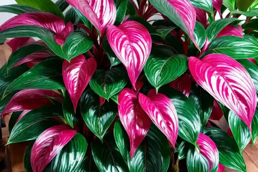 Cherry chinese evergreen (aglaonema ‘black cherry’) — photo 2