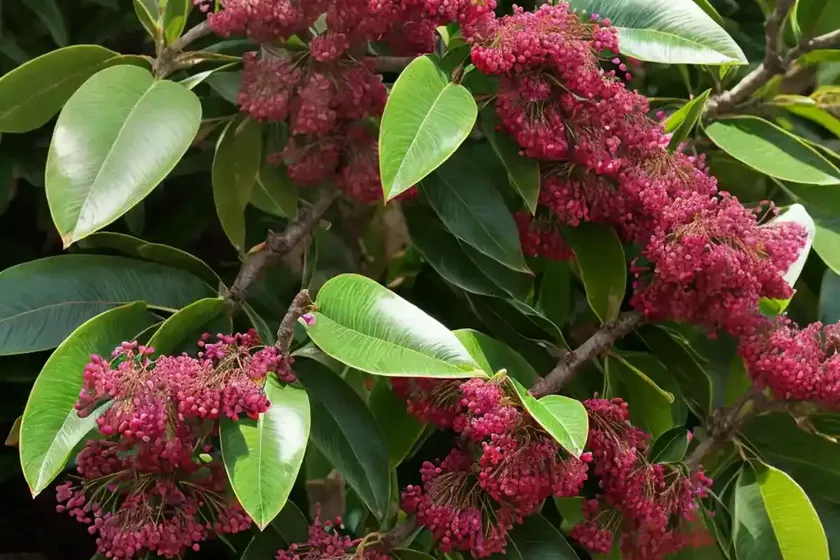Cherry laurel ‘otto lukyen’ (prunus laurocerasus ‘otto luyken’) — photo 3