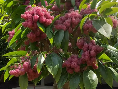 Cherry Laurel ‘otto Lukyen’ (Prunus Laurocerasus ‘otto Luyken’)