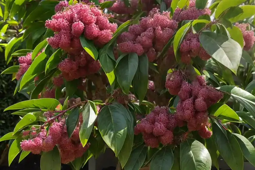 Cherry laurel ‘otto lukyen’ (prunus laurocerasus ‘otto luyken’)