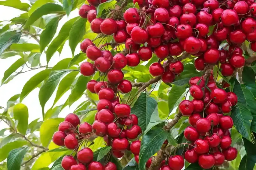 Cherry of the rio grande (eugenia involucrata) — photo 2