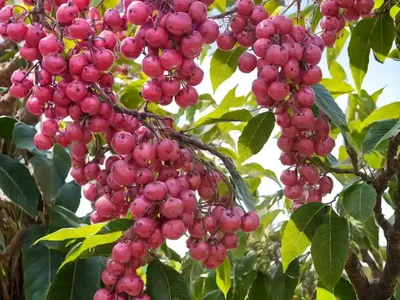 Cherry Of The Rio Grande (Eugenia Involucrata)