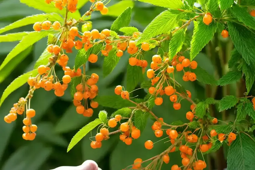 Cherry pie plant (heliotropium arborescens) — photo 2