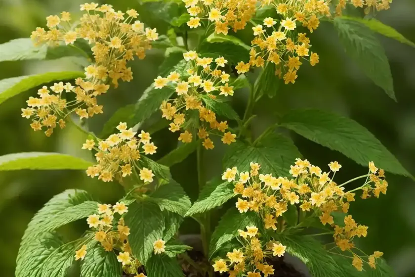 Cherry pie plant (heliotropium arborescens) — photo 3