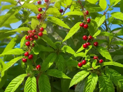 Cherry Pie Plant (Heliotropium Arborescens)