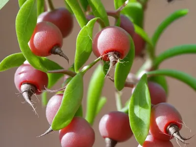 Cherry Radish (Raphanus Sativus)
