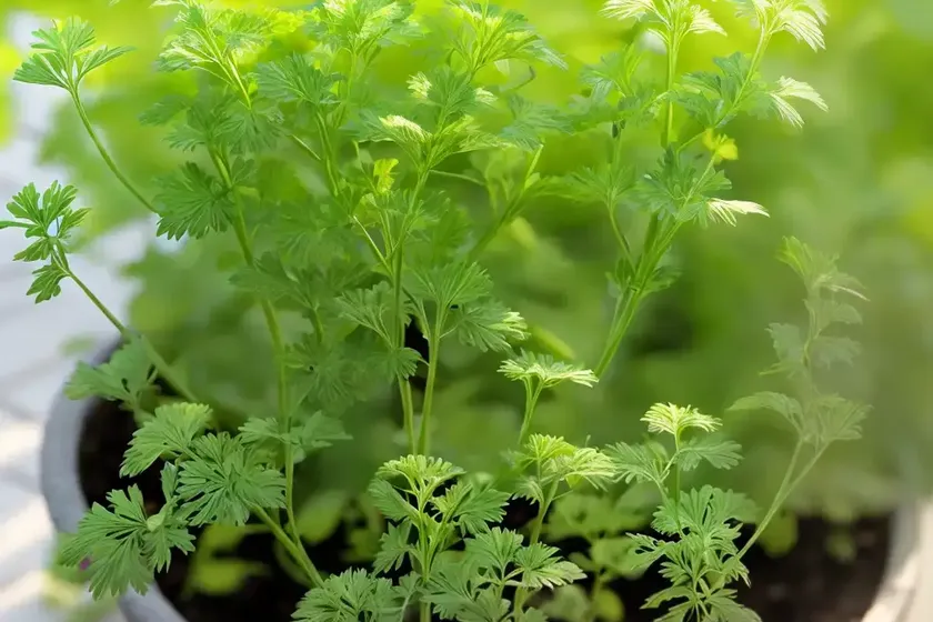 Chervil (anthriscus cerefolium) — photo 3