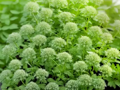 Chervil (Anthriscus Cerefolium)