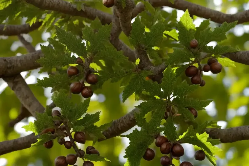 Chestnut-leaf oak (quercus castaneifolia) — photo 2