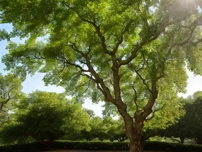 Chestnut-leaf Oak (Quercus Castaneifolia)