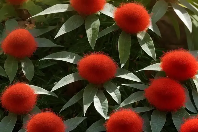 Chilean firebush (embothrium coccineum) — photo 2