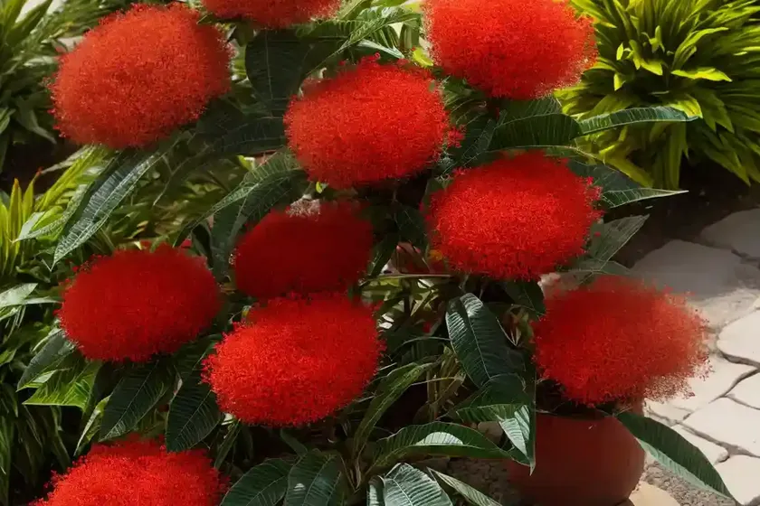 Chilean firebush (embothrium coccineum) — photo 3